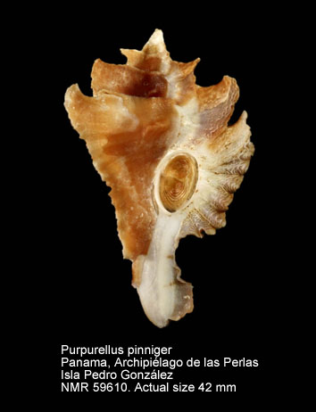 Purpurellus pinniger.jpg - Purpurellus pinniger(Broderip,1833)